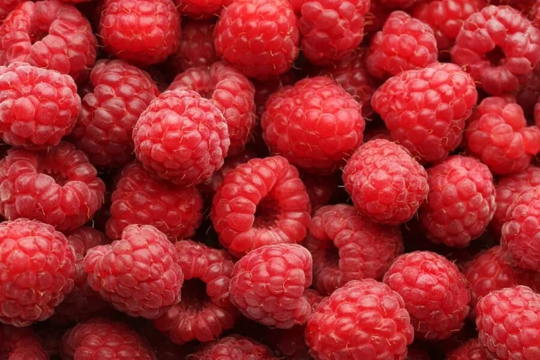Čerstvé červené maliny v detailu