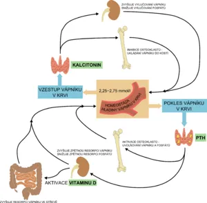 Regulace vápníku a vitamínu D v těle