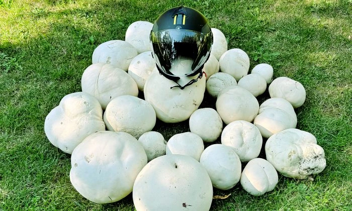 Obrovské pýchavky s přehlednou velikostí pomocí helmy.