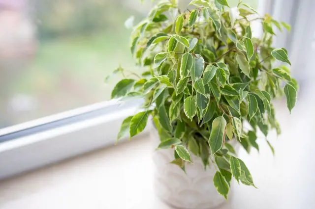 Zdravá rostlina ficus benjamina na okenním parapetu.