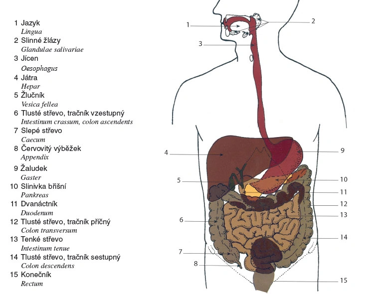 Anatomie lidského trávicího systému s popisky