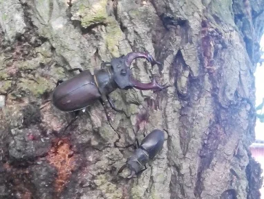 Dva roháči přichycení k kůře stromu.