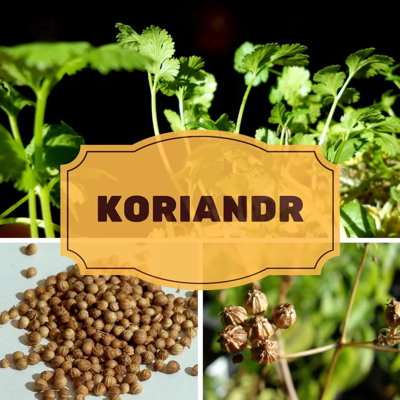 Čerstvý koriandr s listy a semínky na pozadí rostliny