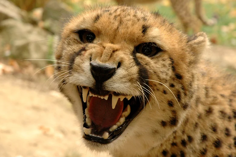 Portrét rozevřeného tigre s výraznými skvrnami a ostrými zuby.