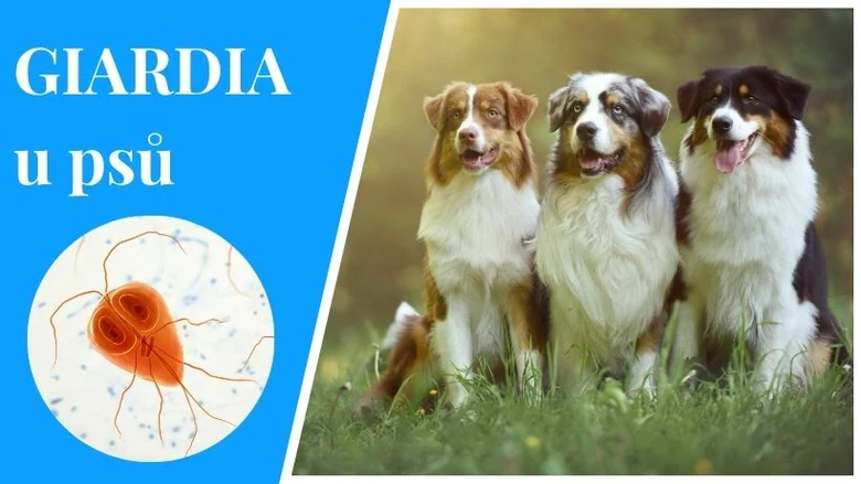 Psí parazit Giardia v mikroskopu