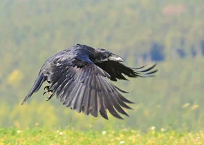 Černý krkavec letí nízko nad zelenou travní plochou.