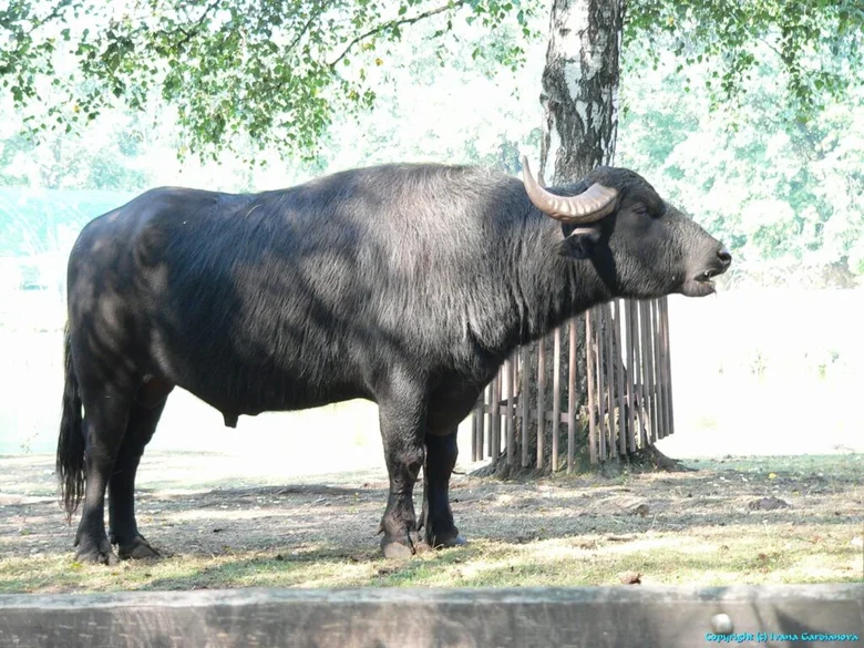 Indický buvol stojí vedle stromu v areálu zoologické zahrady.