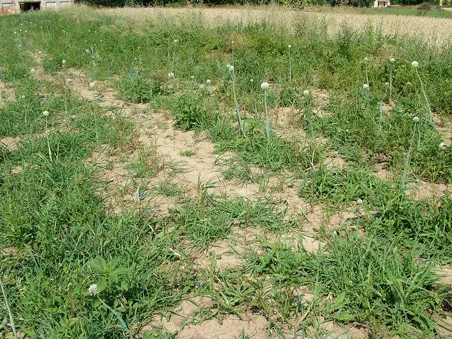 Pole cibule kuchyňské rostoucí na poli s květy.