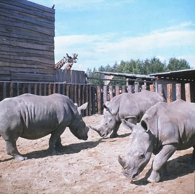 Tři nosorožci v areálu zoo na písečné půdě.