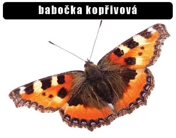 Babočka kopřivová – malá motýlka s oranžovými křídly.