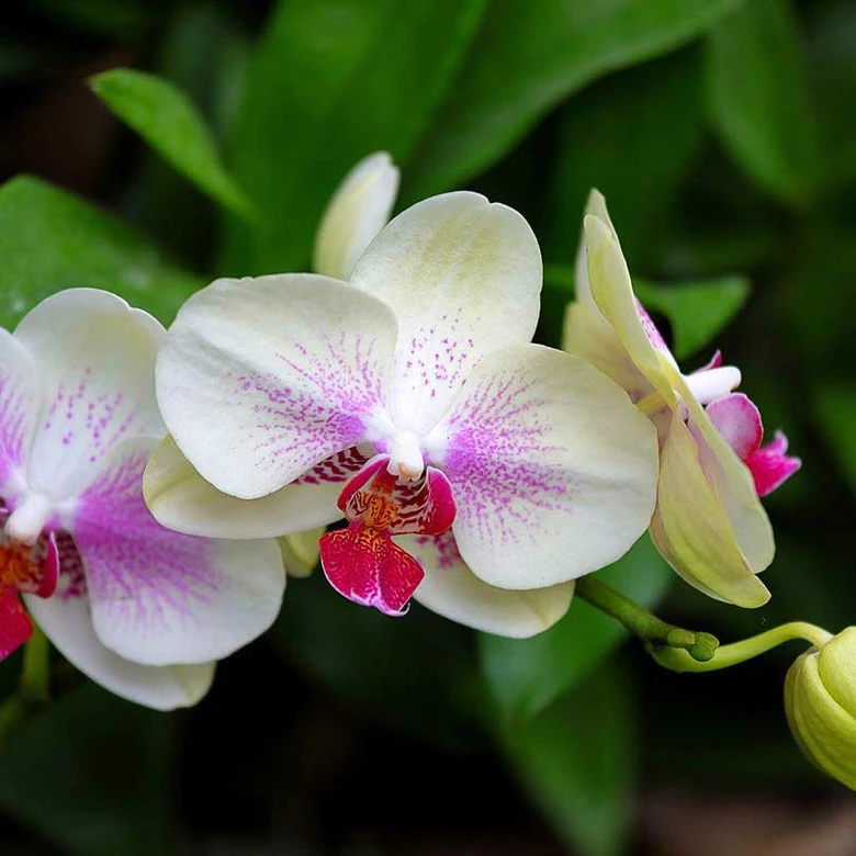 Bílá orchidej s růžovými skvrnami kvetoucí v květináči
