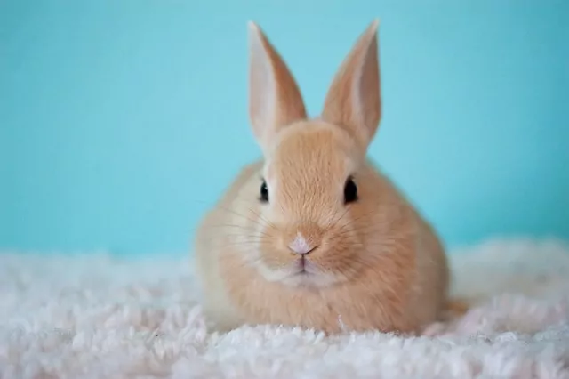 Angorský králík sedící na bílém povrchu s modrou pozadím.