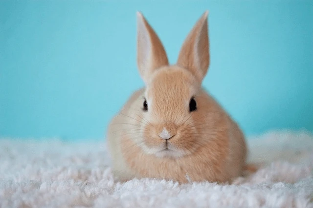Samice králíka v chovu na bílém koberečku