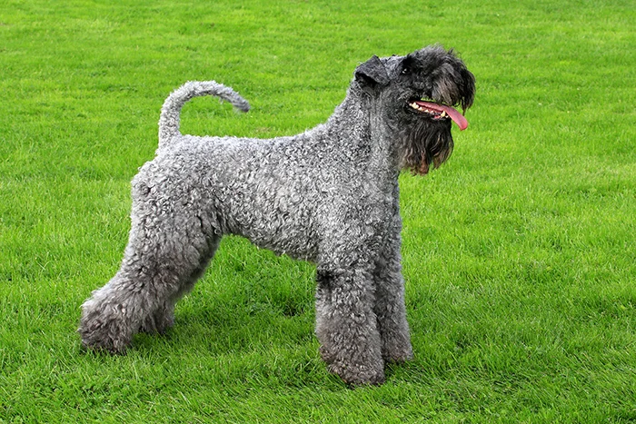 Kerry Blue Terrier stojí na zeleném trávníku