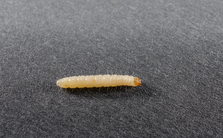 Bílá larva šatního mola na tmavém pozadí.