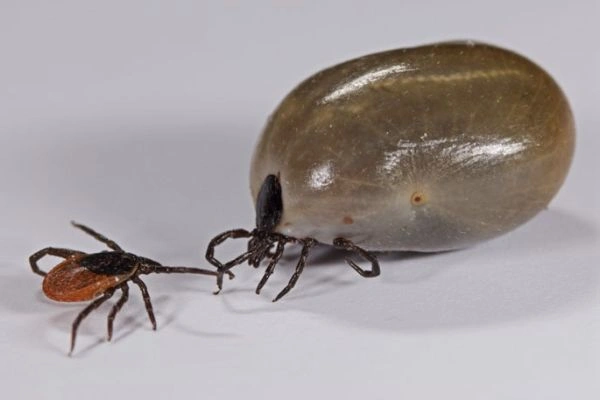Malý a velký kůň, představující přenos anaplazmózy