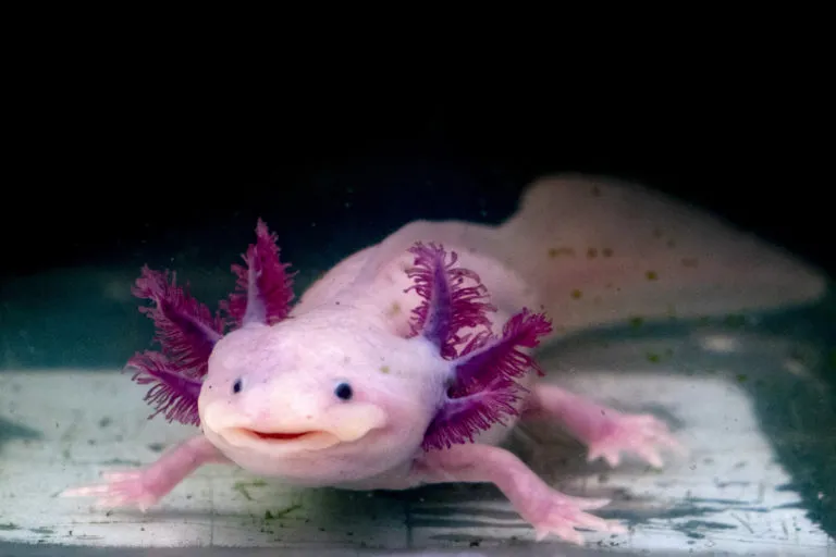 Růžový axolotl s fialovými žábry ve vodě.
