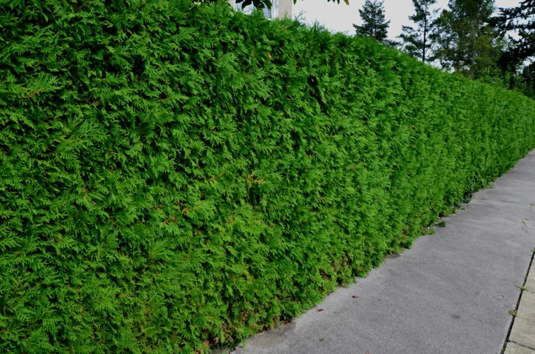 Živý stálezelený plot v zahradě