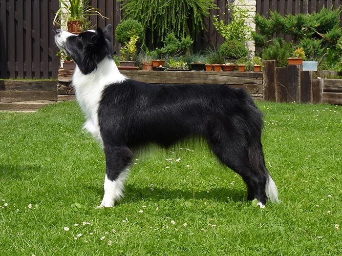 Černobílý pes Border Collie stojí na trávě