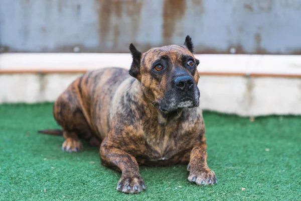 Brindle coat kanárská doga leží na umělé trávě