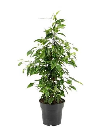 Ficus benjamina v květináči na bílém pozadí