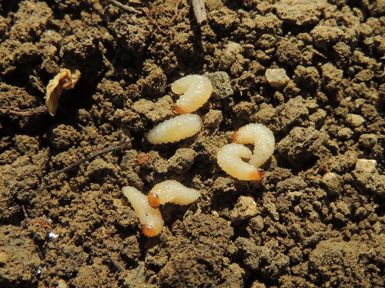 Bílá larva lalokonů na zemi - hlavní téma článku.