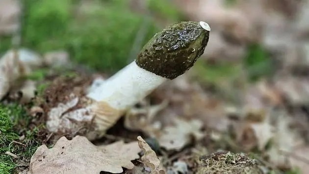 Hadovka smrdutá rostoucí mezi listím v lese.