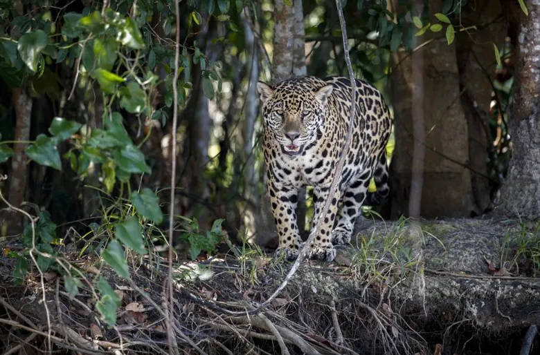 Jaguar v džungli, divoká kočka s skvrnitou srstí.
