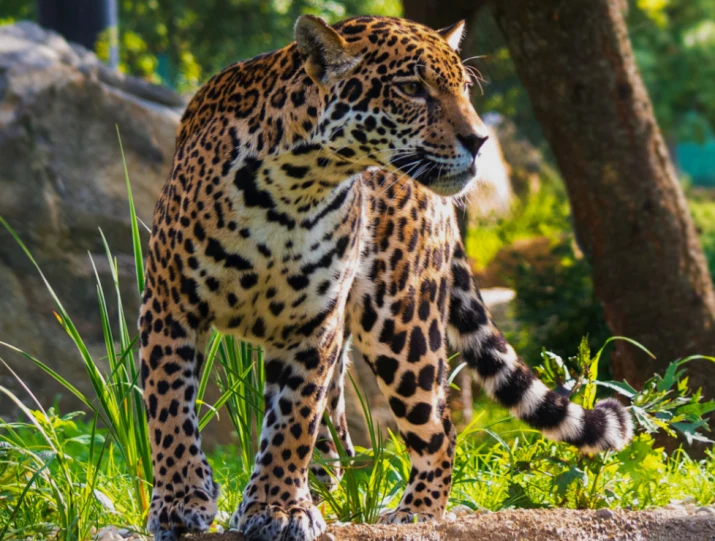 Jaguar v přírodě - divoká kočka s charakteristickým zool
