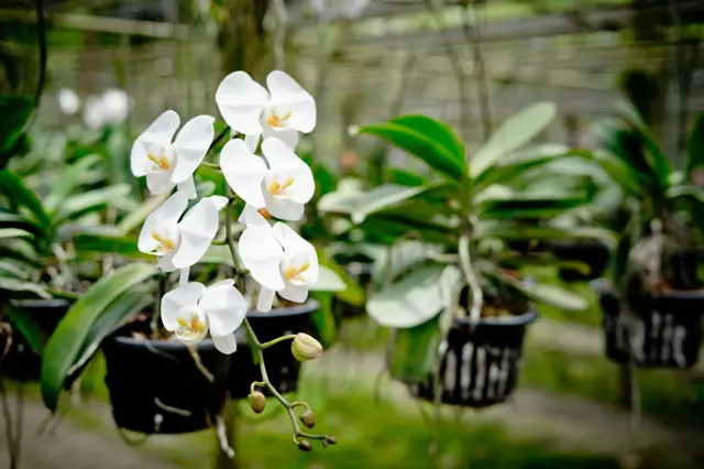 Bílá orchidej v květináči, září v zahradě