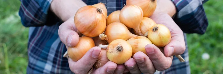 Ruce drží zralé cibulové plody