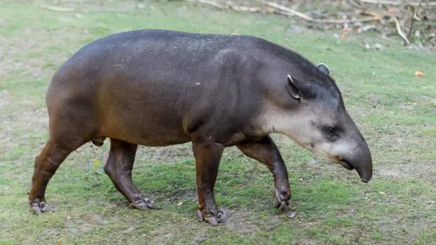 Jihoamerický tapír chodící po trávě v přírodě