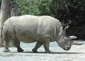Nosorožec tuponosý chodící v areálu zoo