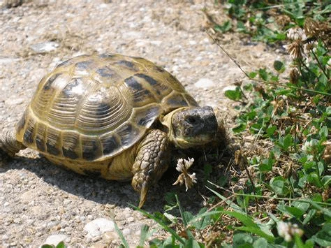 Želva stepní na štěrkové cestě mezi trávou.