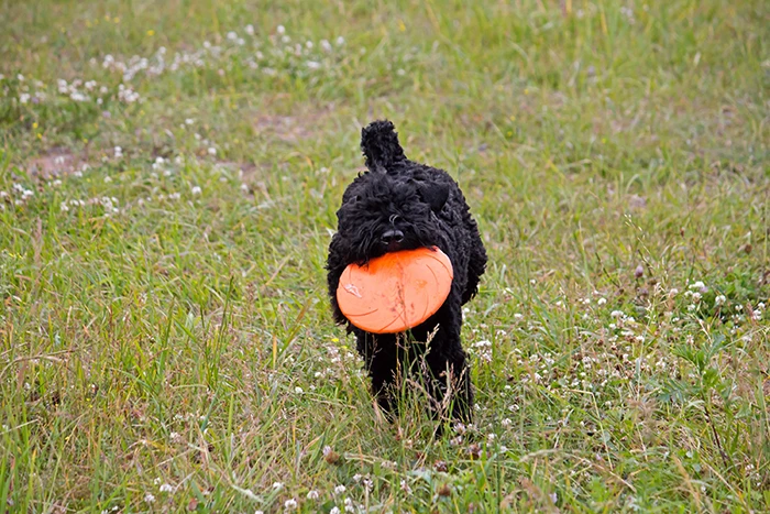 Černý kerry blue teriér s frisbeem v trávě