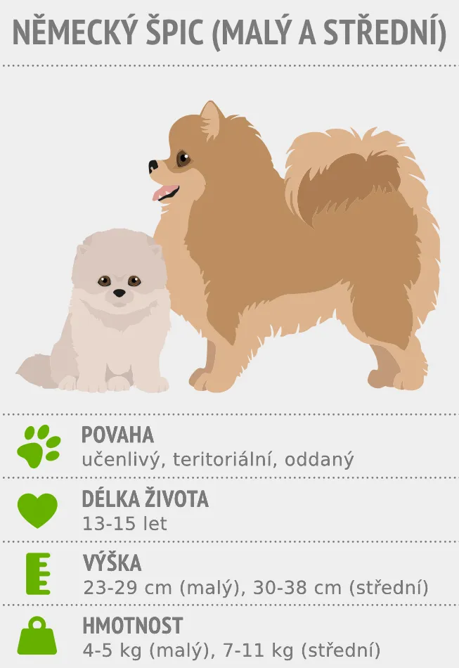 Infografika o německém špicovi: povaha, výška a hmotnost
