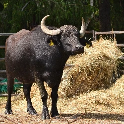 Indický buvol stojí vedě sena v ohradě