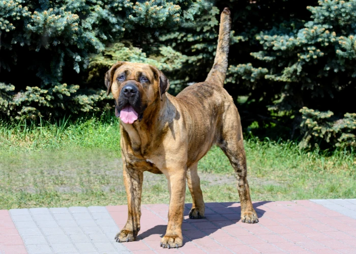 Dogo kanárský stojí venku na chodníku s otevřenou pusou.