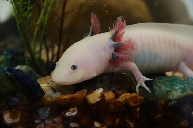 Bílý axolotl plavící se v akváriu s rostlinami a kameny.