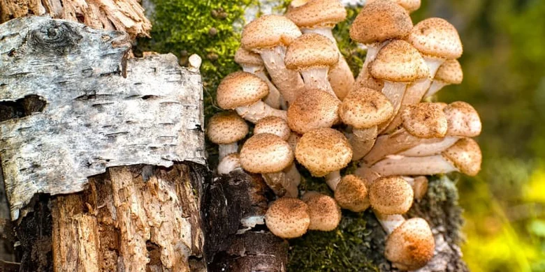 Skupina hub václavka rostoucí na kůře břízy v lese.