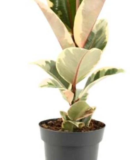 Zelená rostlina Ficus v hrnci s bílým pozadím.