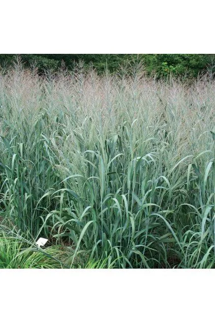 Proso panicum rostoucí v poli s vysokými listy.