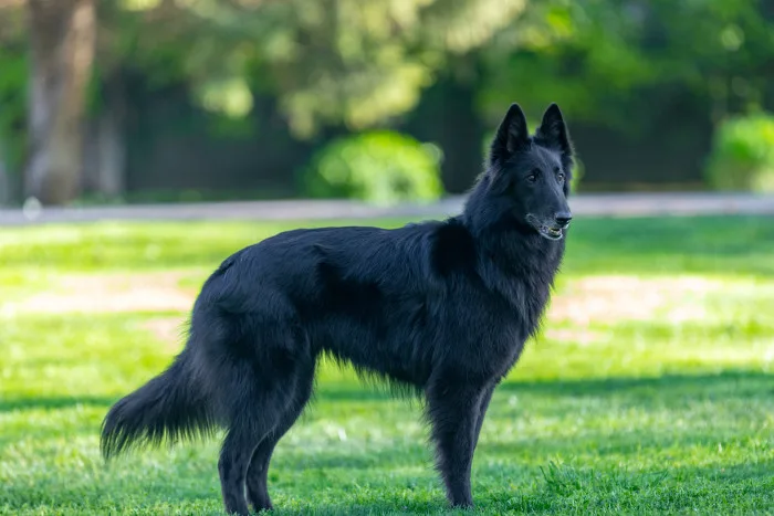 Černý belgický ovčák groenendael na trávě
