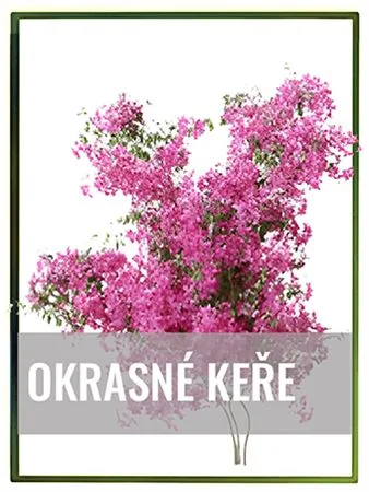 Rostoucí růžový keř s květy pro zahradu