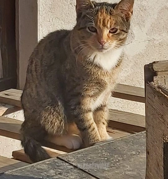 Kotě hledající nový domov sedí na schodech venku.