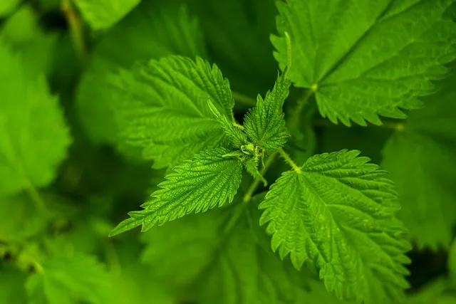 Čerstvé listy kopřivy s výraznou texturou.