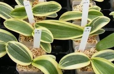 Malé pěstované rostliny orchidejí v nádobách s perlitovou směsí.