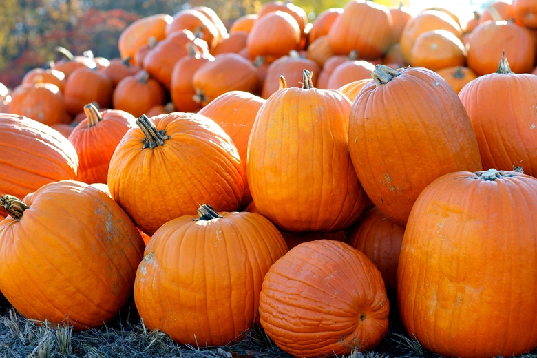 Hromada oranžových pumpků na Halloween