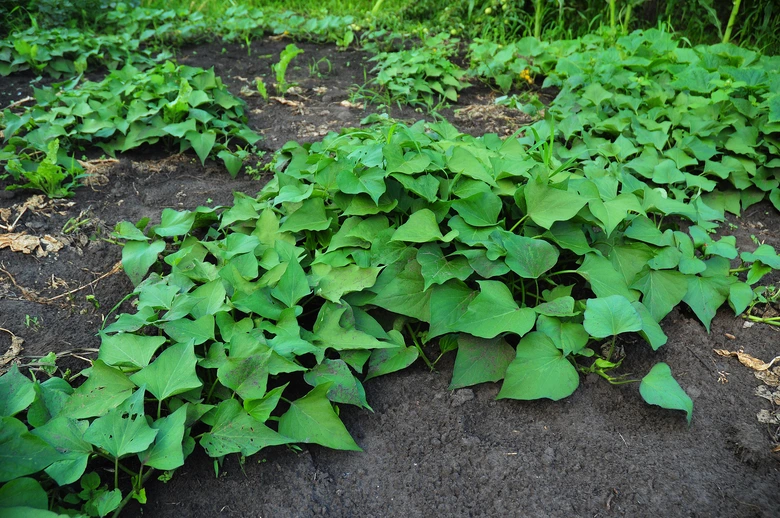 Rostoucí batáty v zahradě s zelenými listy a tmavou půdou.