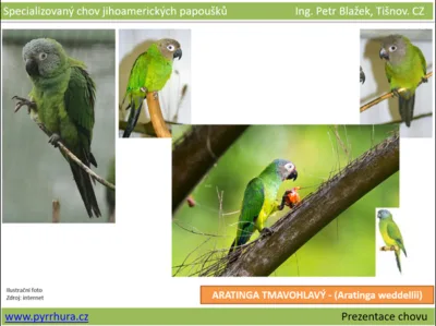Kolaž s fotkami zelených papoušků na větvích v přírodě.